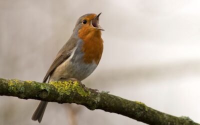 What a Bird Thought