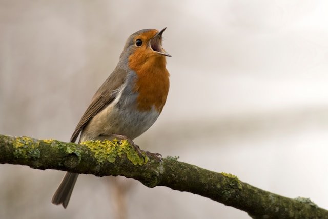 bird
